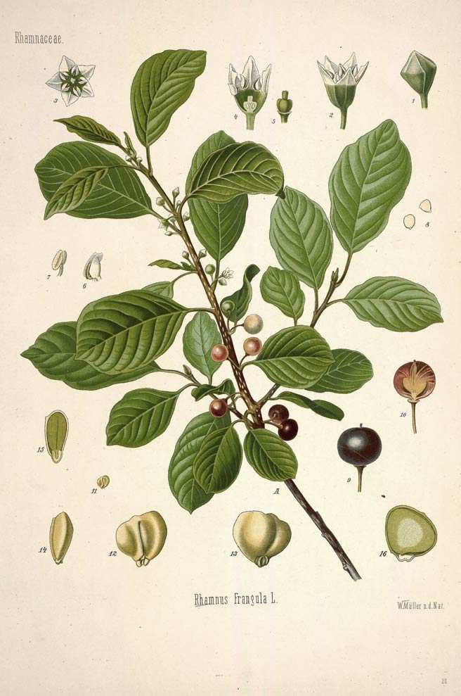 Buckthorn, the shrub that improves with age