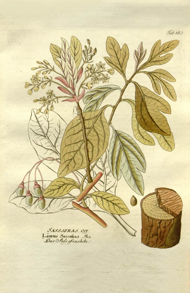 Sassafras, the flavor and fragrance enhancer tree