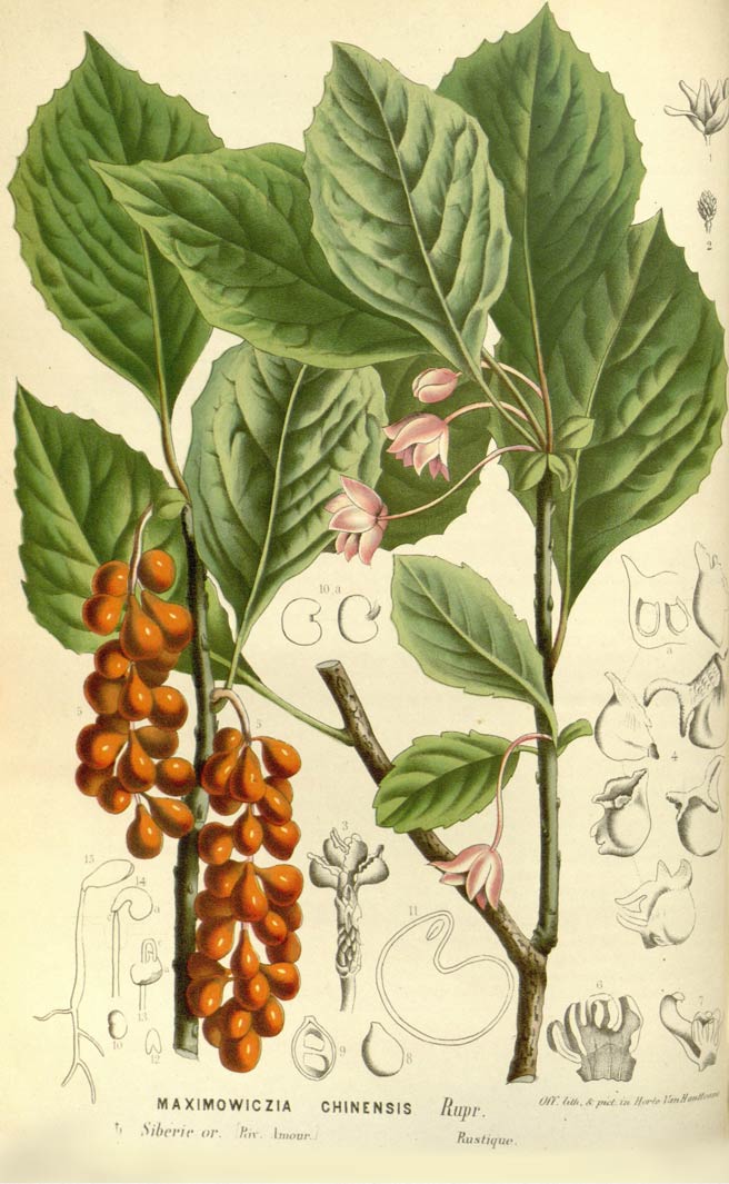 Schisandra, the herb with 5 flavors and 5 elements