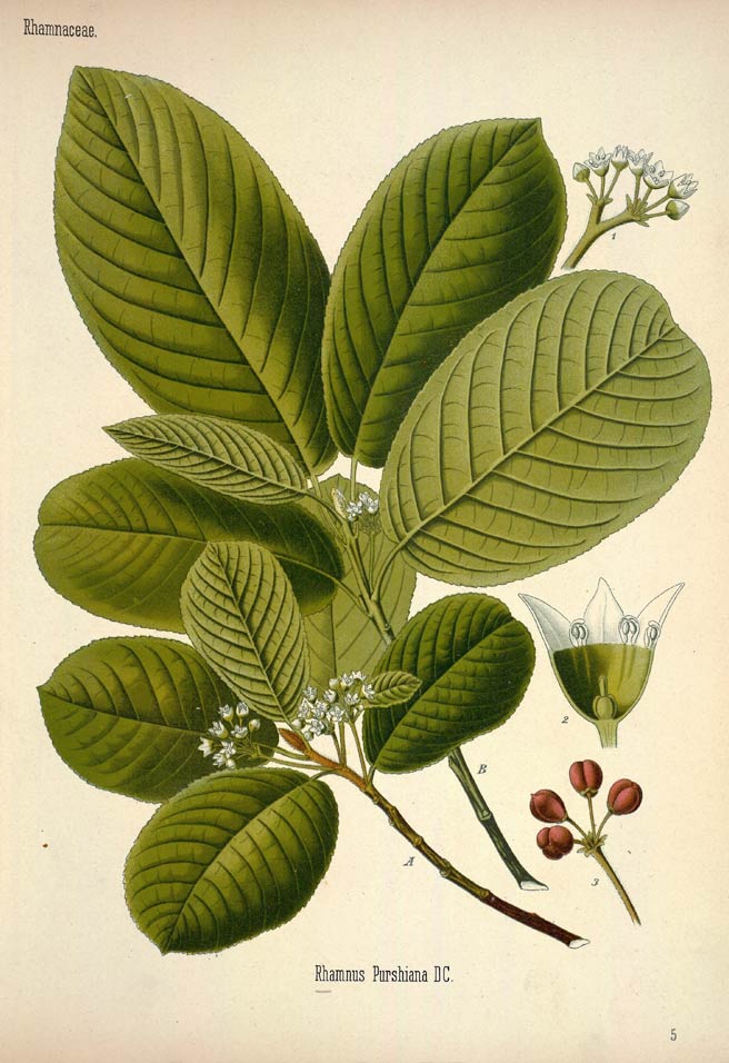 Cascara Sagrada, botanical that contains emodin
