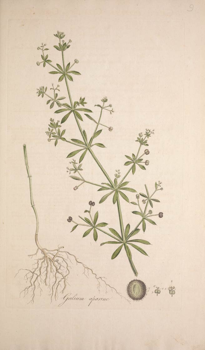 Cleavers, the common, annual groundcover