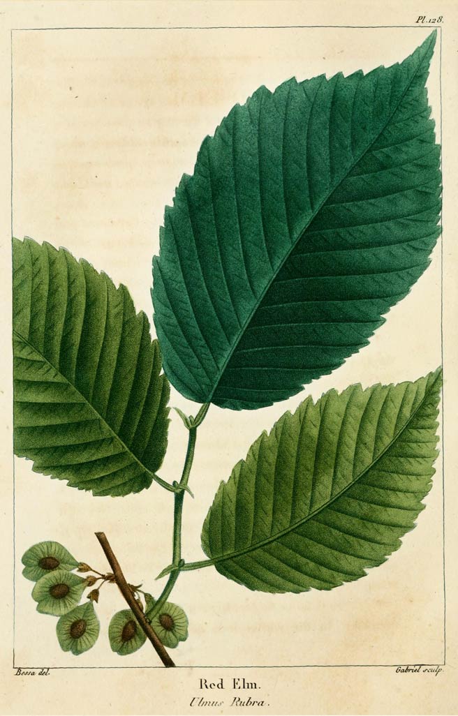 Slippery Elm Bark, the smooth and soothing elm