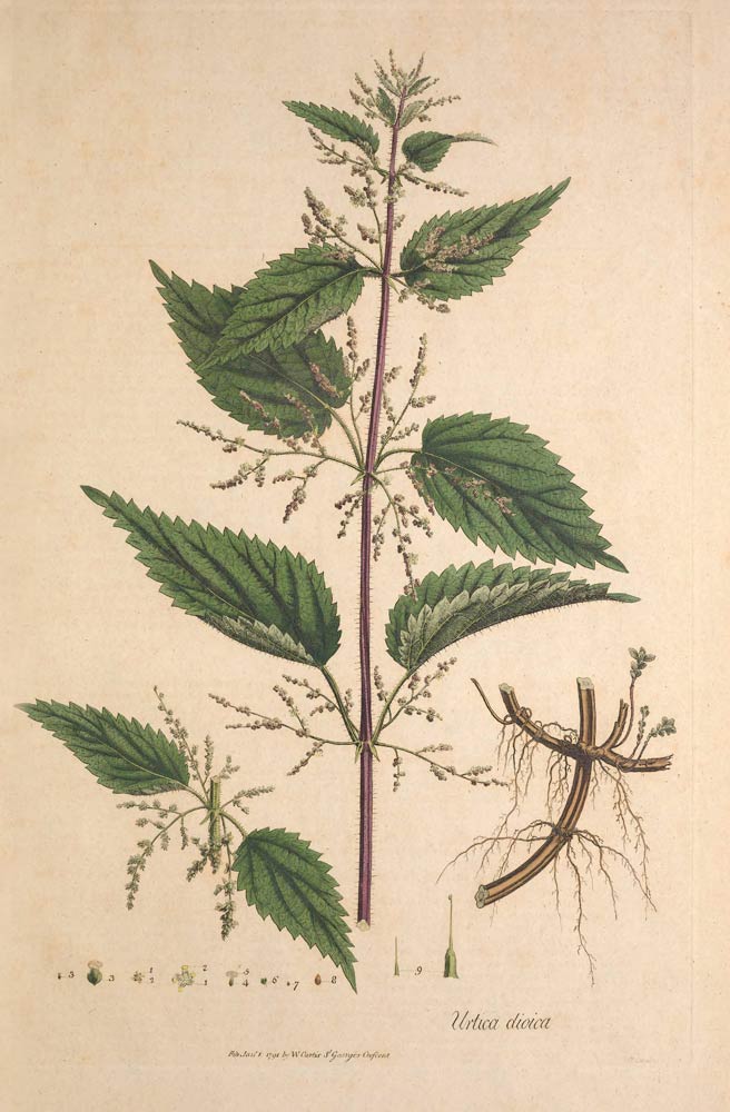 Nettle, the spring tonic and seasoning