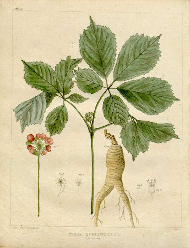 Ginseng, the ancient, adaptogenic plant