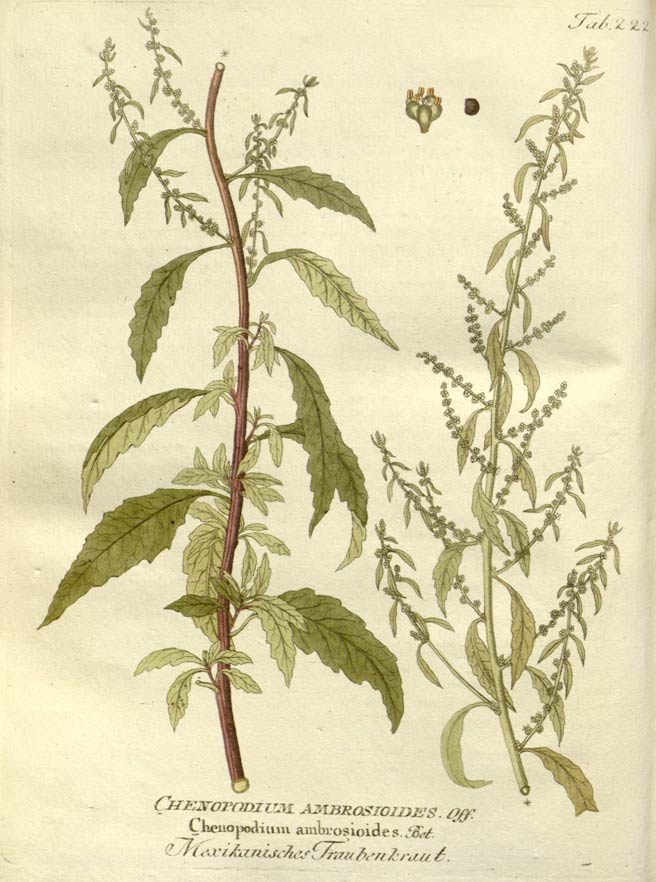 Epazote, the pungent flowering plant