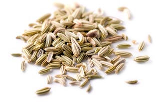[ fennel ] ~ from Monterey Bay Herb Company