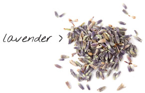 [ lavender ] ~ from Monterey Bay Herb Company
