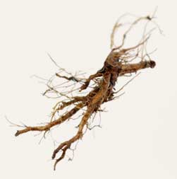 [ Info: Dandelion Root ] ~ from Monterey Bay Herb Company 