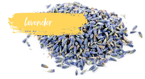 [ Late-Summer Herbal Skin Care Formulas: Lavender ] ~ from Monterey Bay Herb Company
