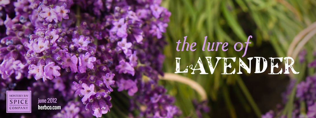 [ The Lure of Lavender: Intro ] ~ from Monterey Bay Herb Company