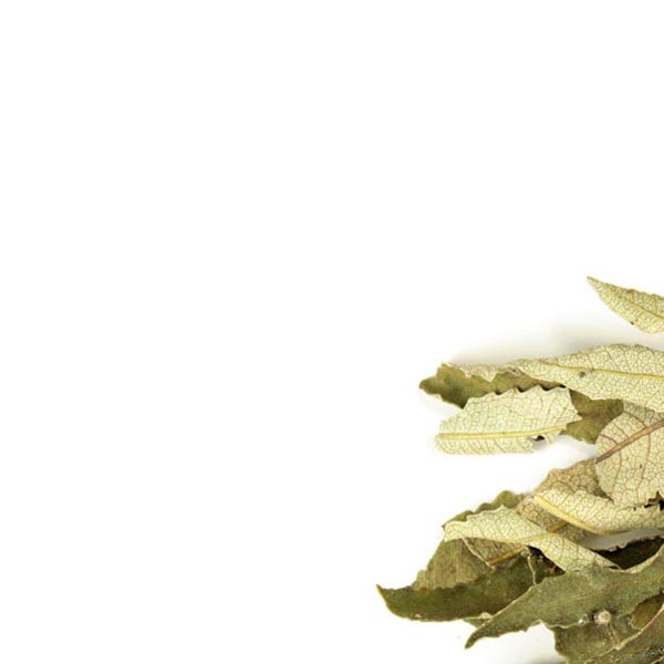 Yerba santa leaf, whole, wild crafted