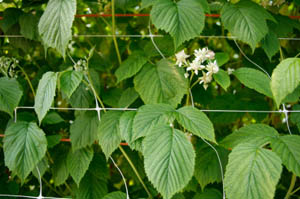 Red Raspberry Leaf