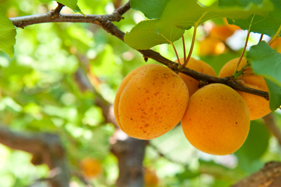 Apricot 