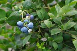 Bilberry Leaf