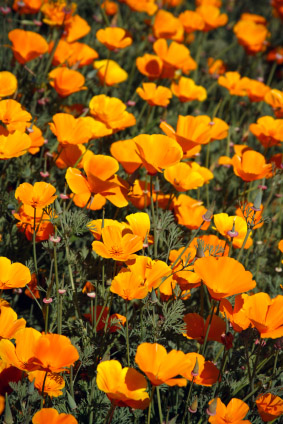 California Poppy Plant