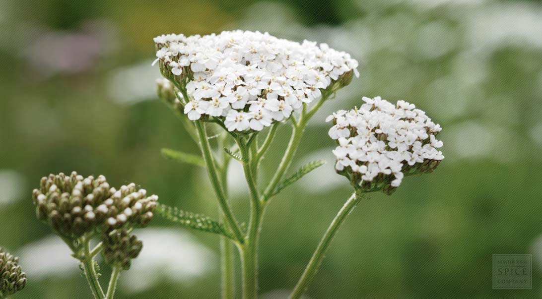 Yarrow flower