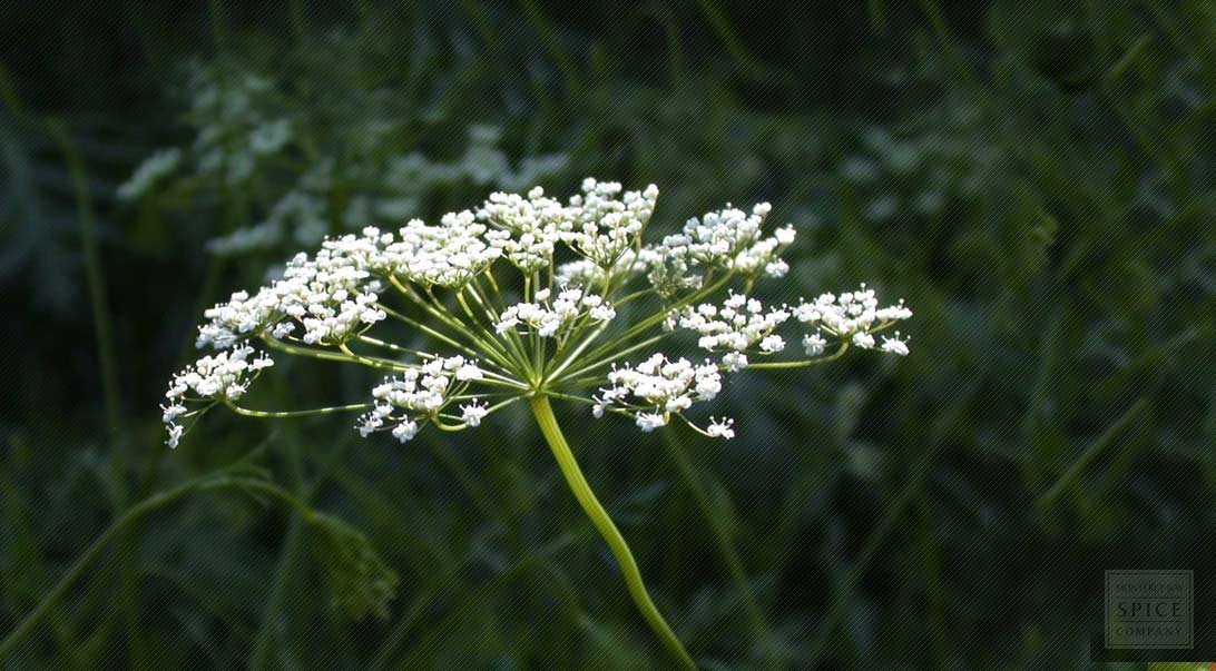 Anise