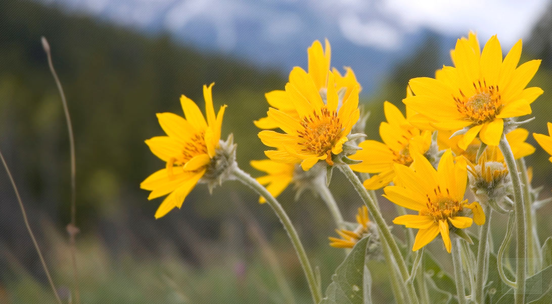 Arnica