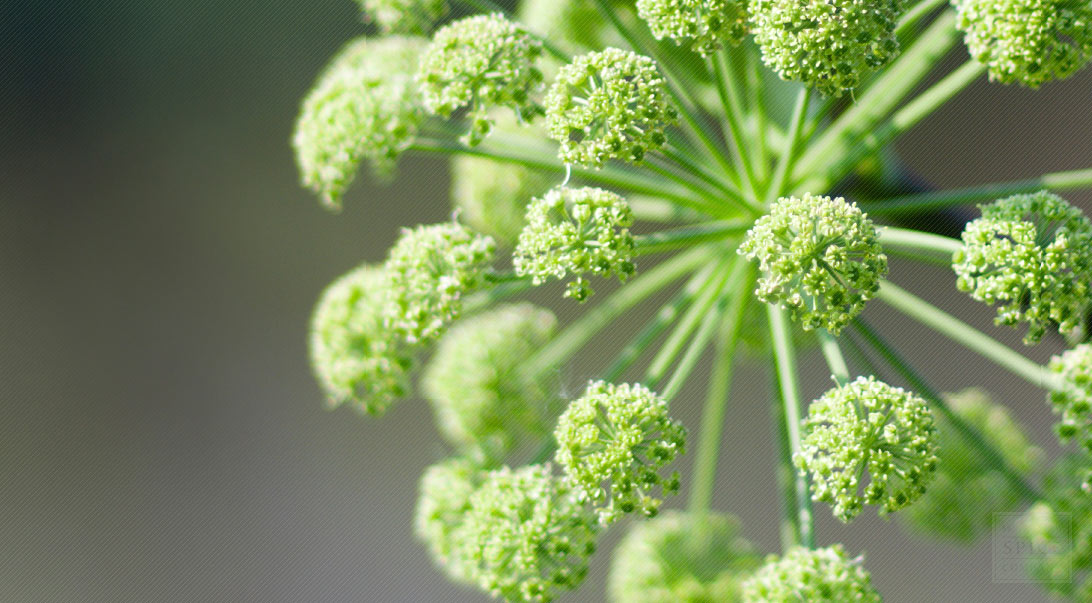 Angelica