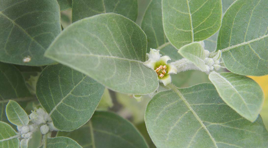 Ashwagandha