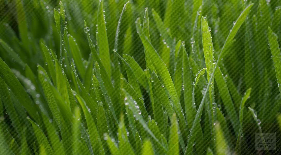 Can You Take Wheatgrass With Food Can You Take Wheatgrass With Food