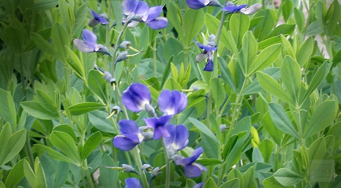 Wild indigo root