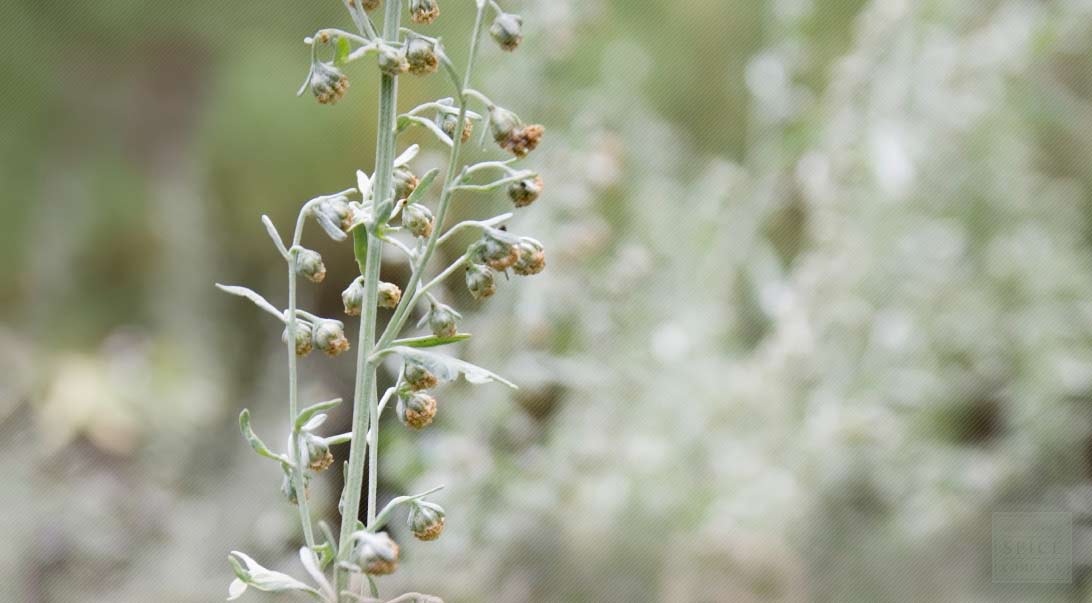 Wormwood herb