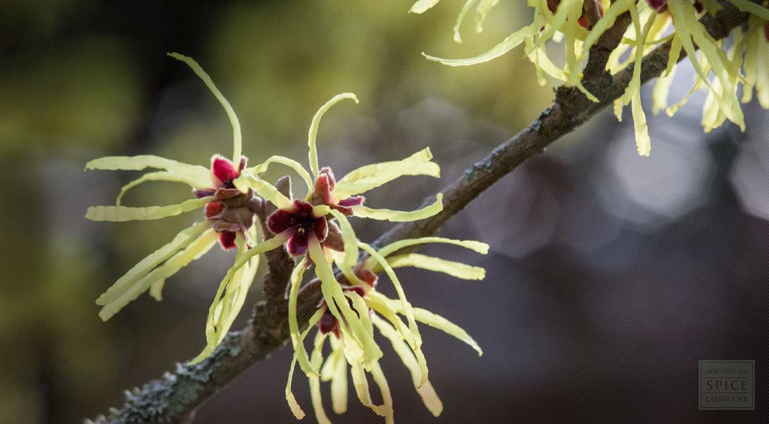 Witch hazel