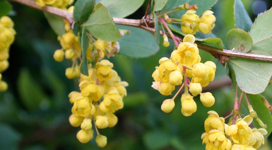 Barberry bark