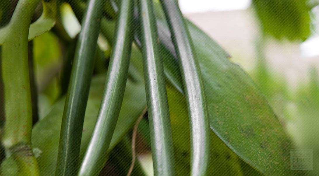 Vanilla