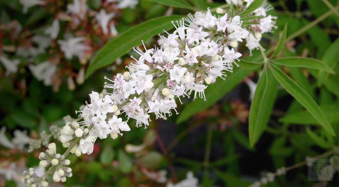 Chastetree / Chaste berry