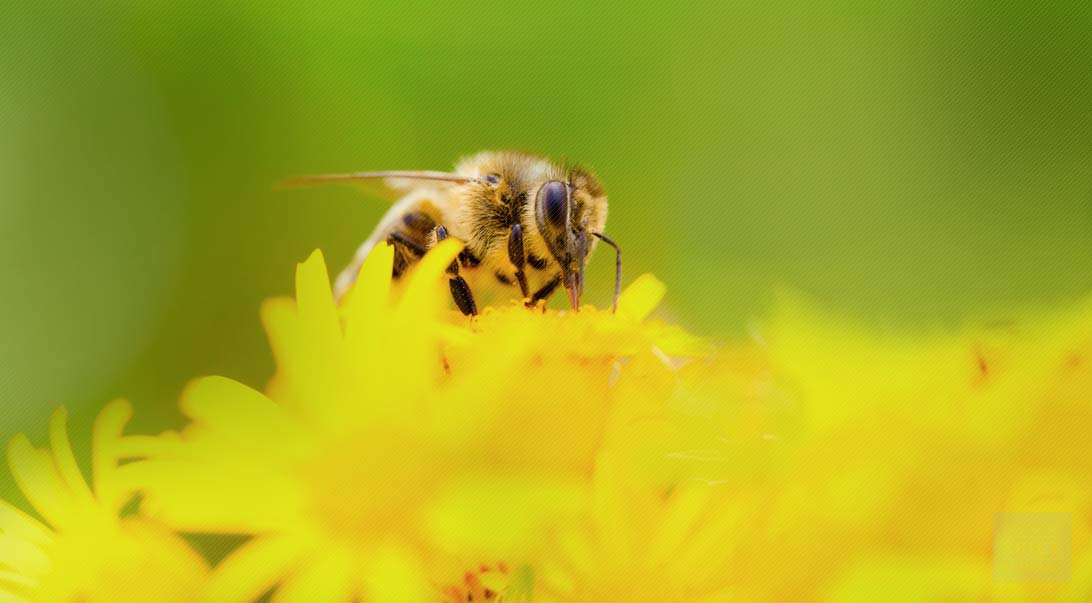 Bee pollen