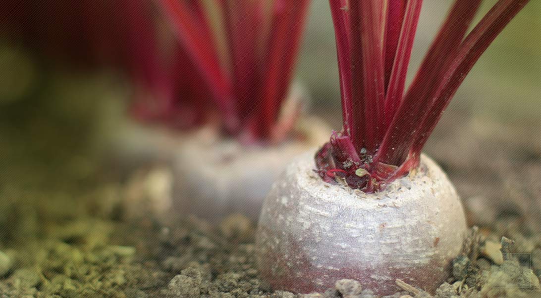 Beet root