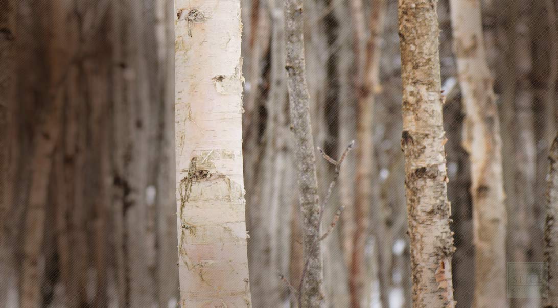 Birch