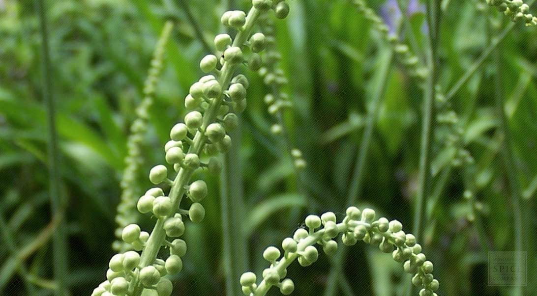 Black cohosh