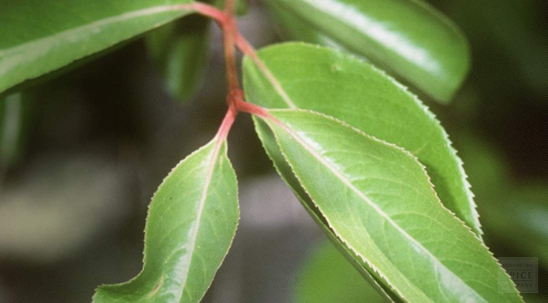 Black haw