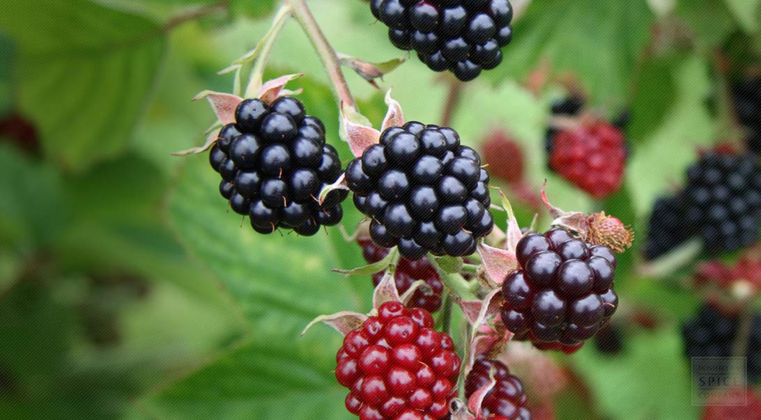 Blackberry