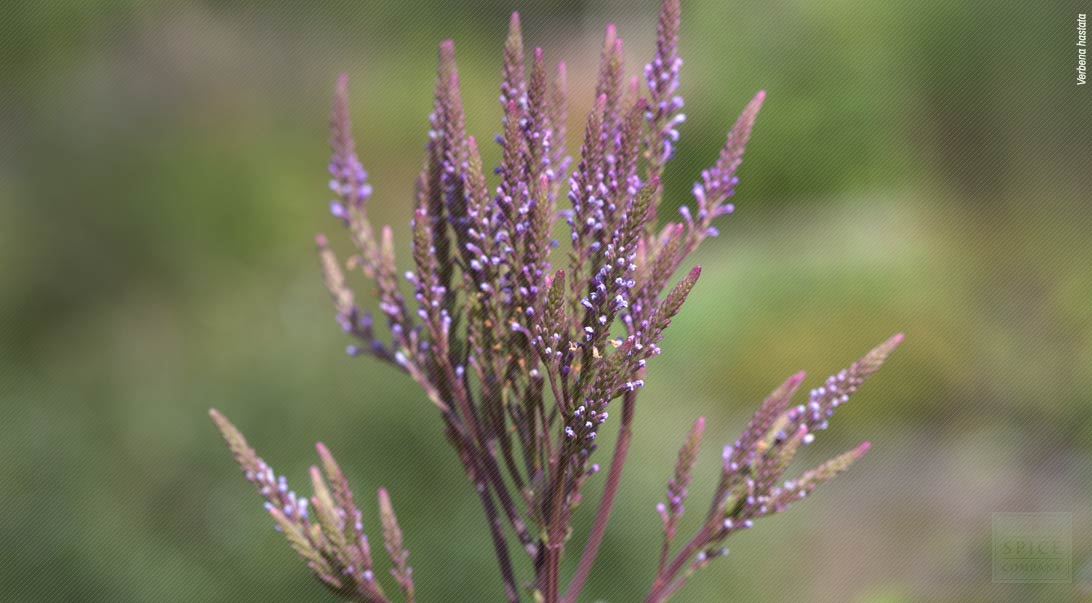 Blue vervain