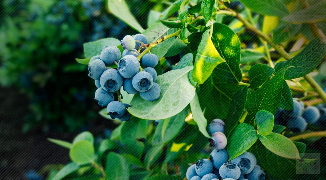 Wholesale Blueberry | Monterey Bay Herb Co