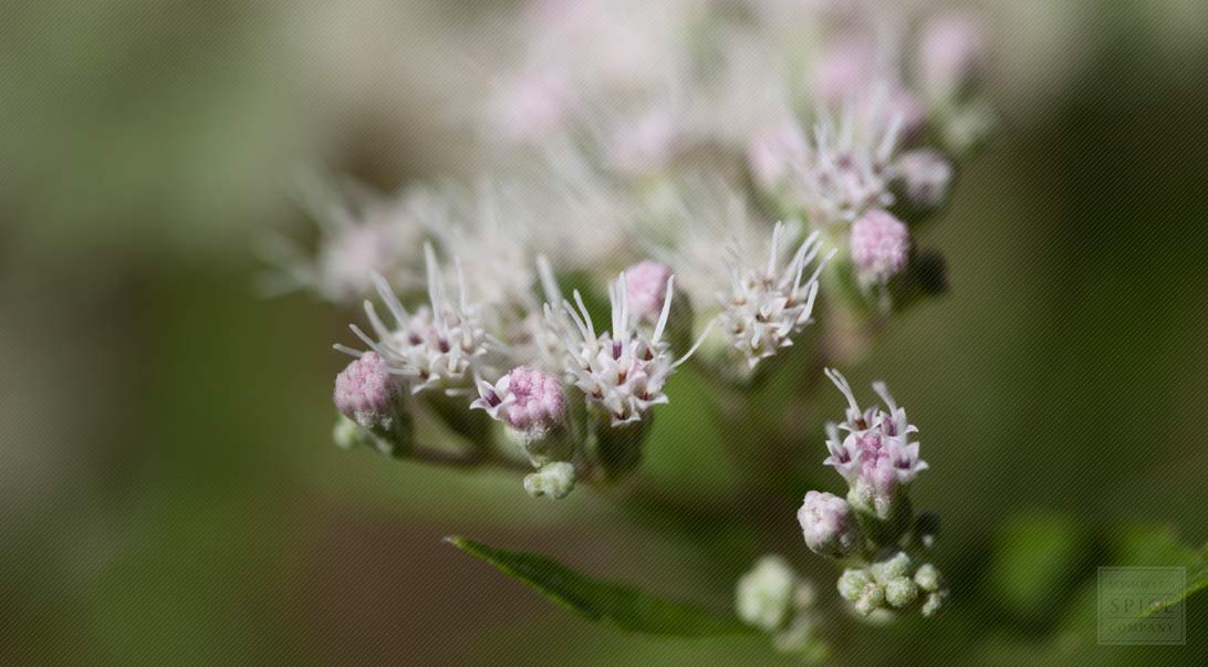 Boneset