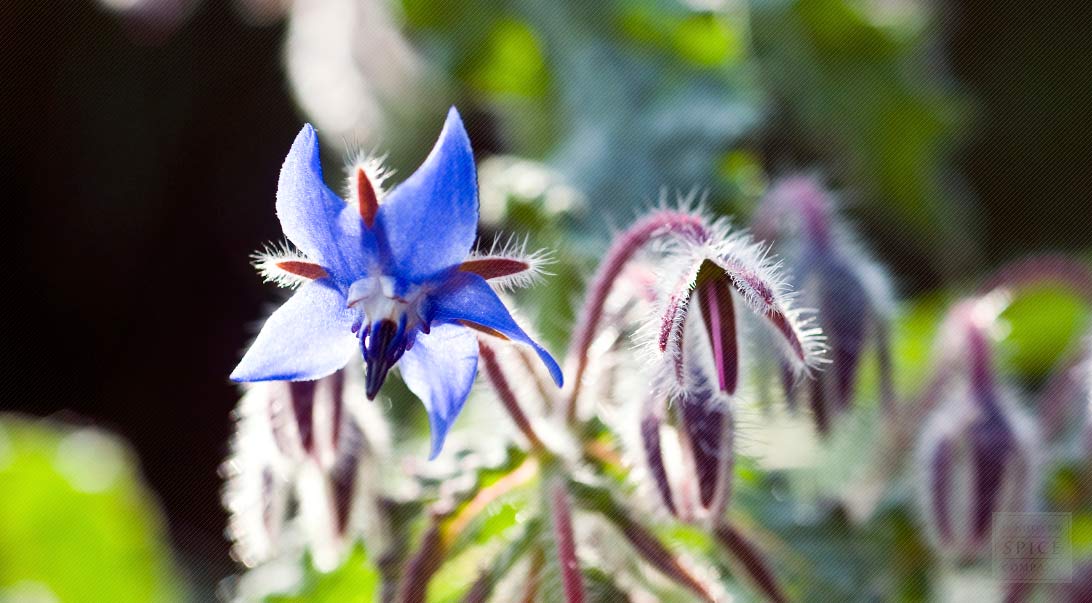 Borage