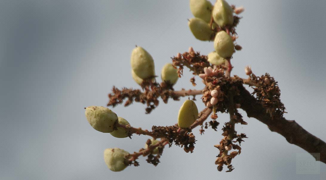 Boswellia serrata