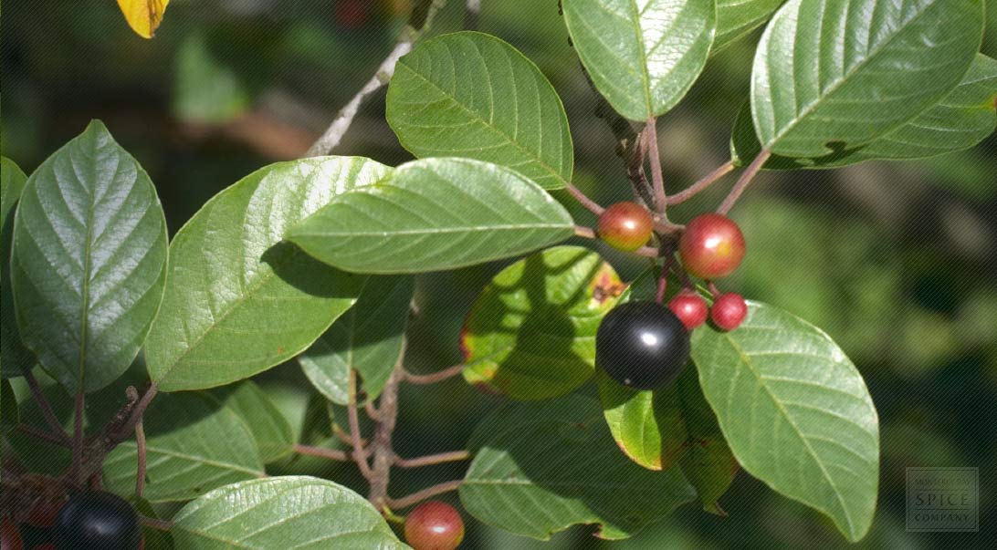 Buckthorn
