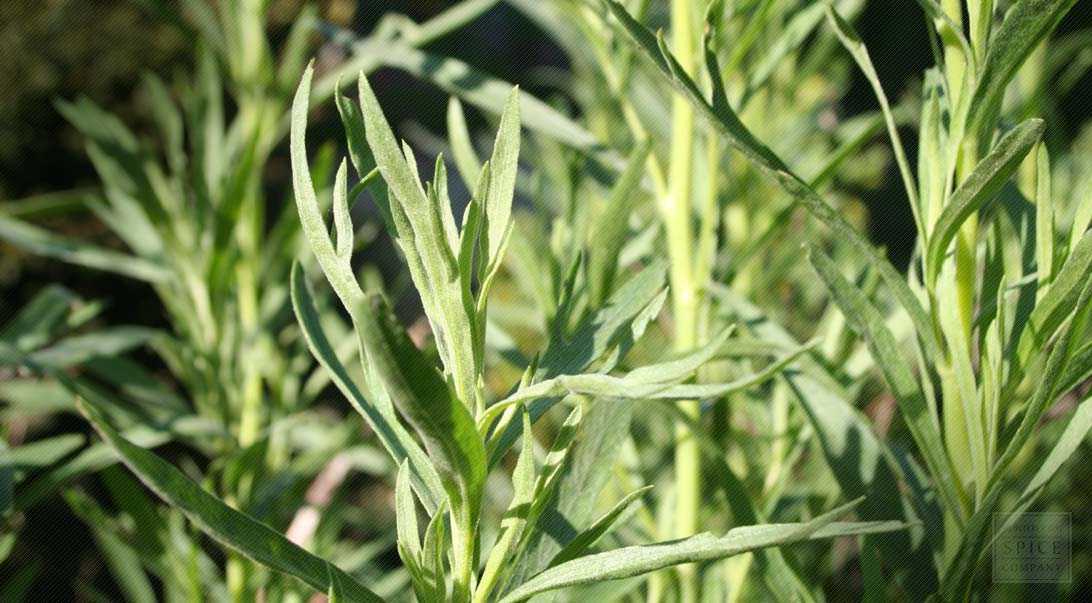 Tarragon