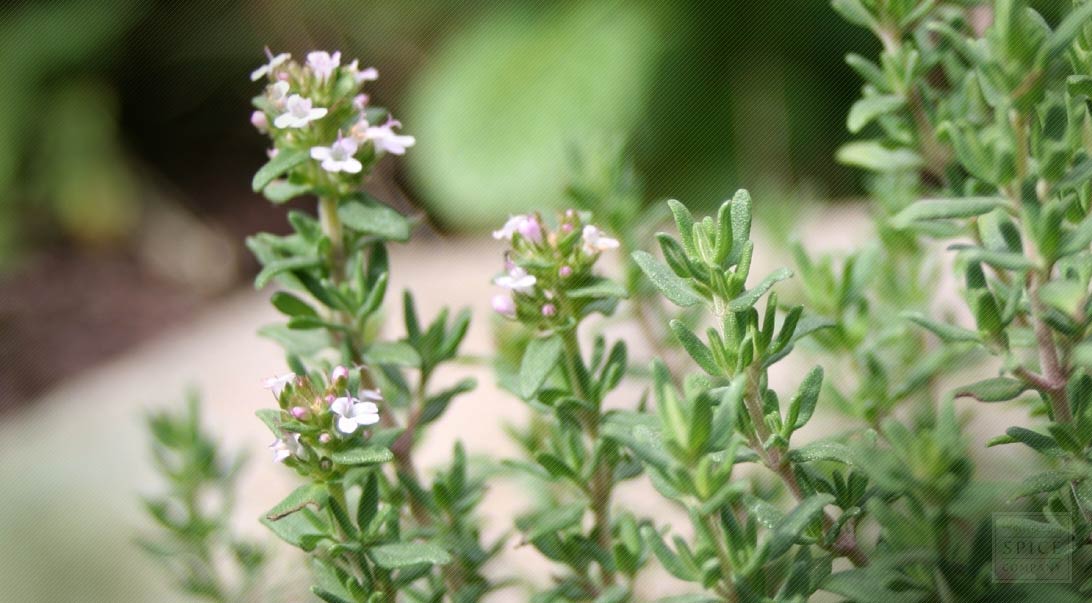 Wholesale Thyme | Monterey Bay Herb Co