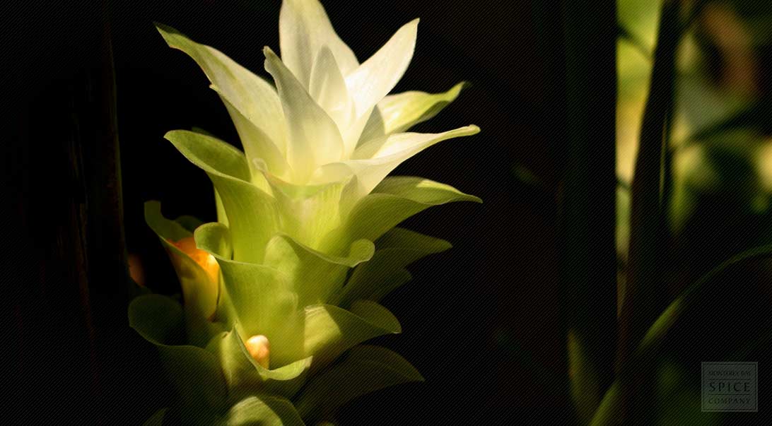 Turmeric