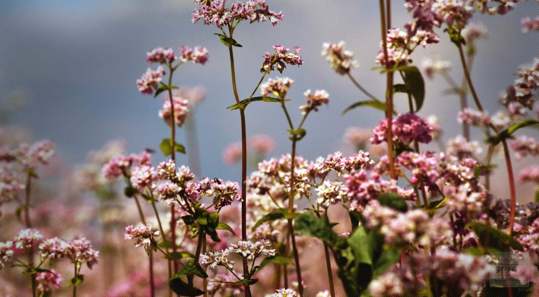 Buckwheat hulls
