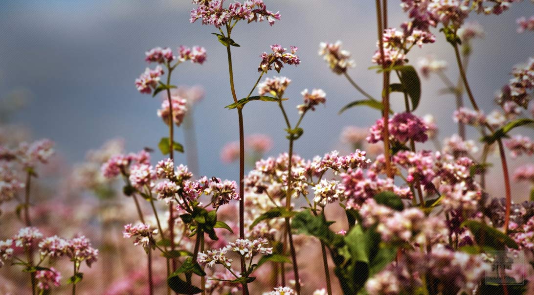 Buckwheat hulls stock photo. Image of brown, natural - 24071420