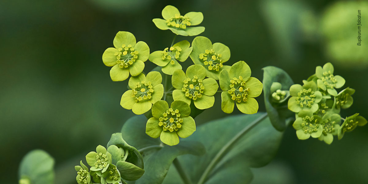 Bupleurum