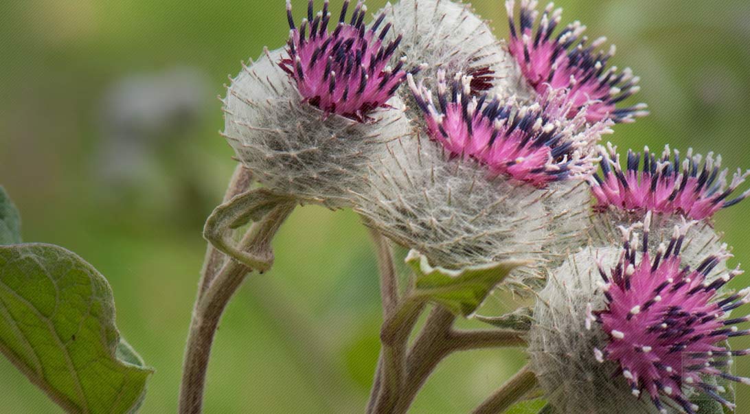 Burdock